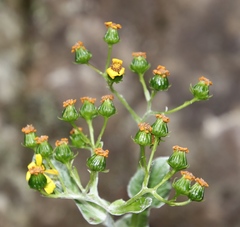Senecio verbascifolius