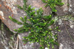 Erica depressa