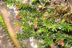 Erica depressa
