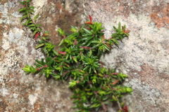 Erica depressa