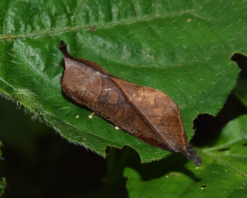 Scalmicauda
