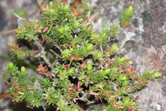 Erica depressa