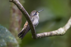 Colibri delphinae