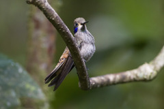 Colibri delphinae