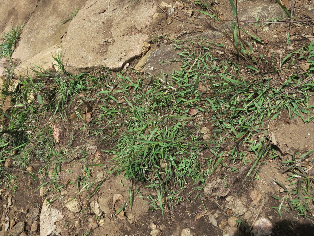 Eragrostis macilenta (Eragrostis macilenta)
