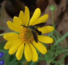 Lepidophora lepidocera