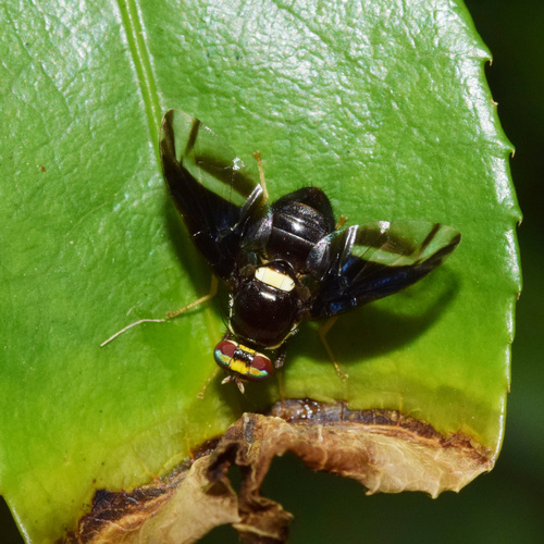 género Carpophthoromyia · BioDiversity4All