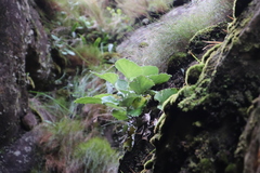 Senecio verbascifolius
