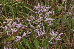 Limonium