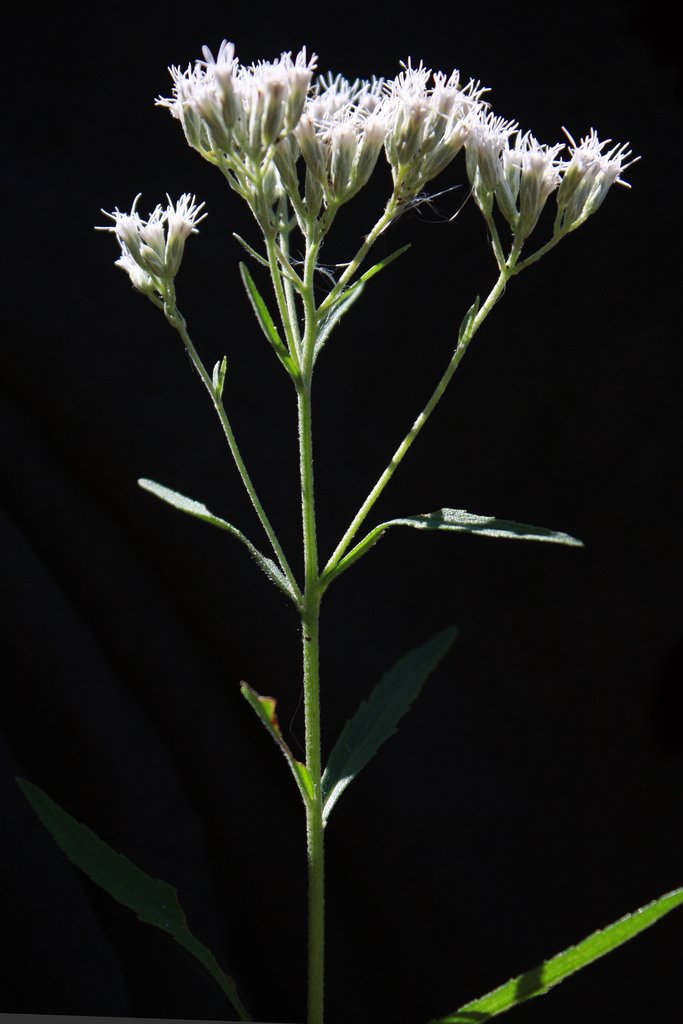 New England Boneset