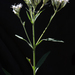 New England Boneset - Photo (c) chris buelow, some rights reserved (CC BY-NC), uploaded by chris buelow