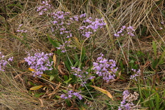 Limonium
