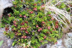 Erica depressa