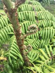 Cyathea weatherbyana
