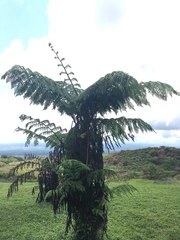 Cyathea weatherbyana
