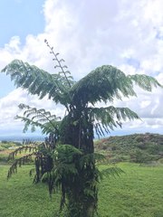 Cyathea weatherbyana