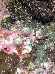 Margarites helicinus