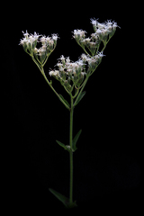 Eupatorium pilosum