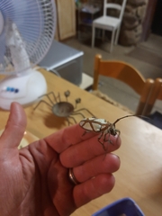 Prosopocera lactator