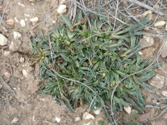 Lichtensteinia trifida