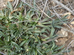 Lichtensteinia trifida