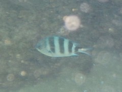 Abudefduf natalensis