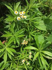 Darwiniothamnus lancifolius