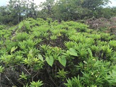 Darwiniothamnus lancifolius