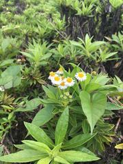 Darwiniothamnus lancifolius