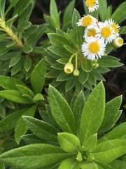 Darwiniothamnus lancifolius