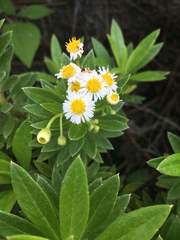Darwiniothamnus lancifolius