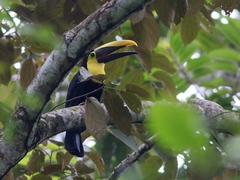 Ramphastos ambiguus