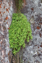 Osmitopsis dentata