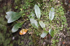 Elaphoglossum conforme