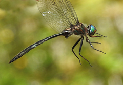 Somatochlora williamsoni