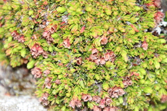 Erica depressa