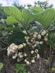 Tournefortia rufosericea