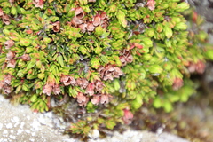 Erica depressa