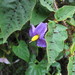Solanum myoxotrichum - Photo no rights reserved, uploaded by bat (Maria Vorontsova)