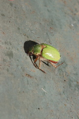 Brachysternus prasinus