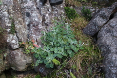 Senecio verbascifolius