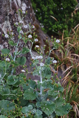 Senecio verbascifolius