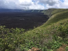 Trachypteris pinnata
