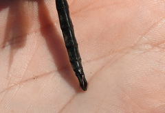 Somatochlora williamsoni