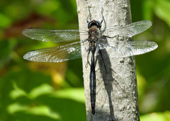 Somatochlora williamsoni