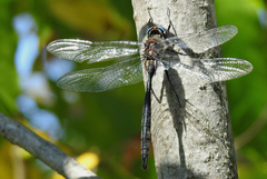 Somatochlora williamsoni