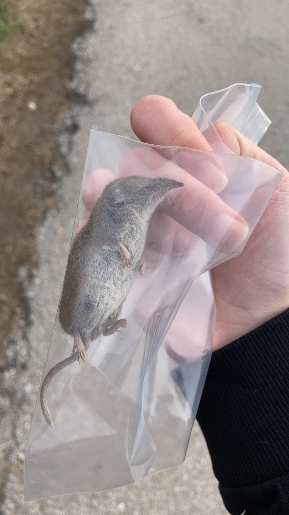 Lesser White-toothed Shrew from Διονυσίου, Δράμας, Δράμα, GR on ...