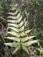 Pteris quadriaurita