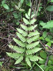 Pteris quadriaurita