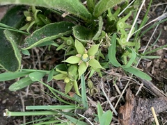 Pygmaeothamnus